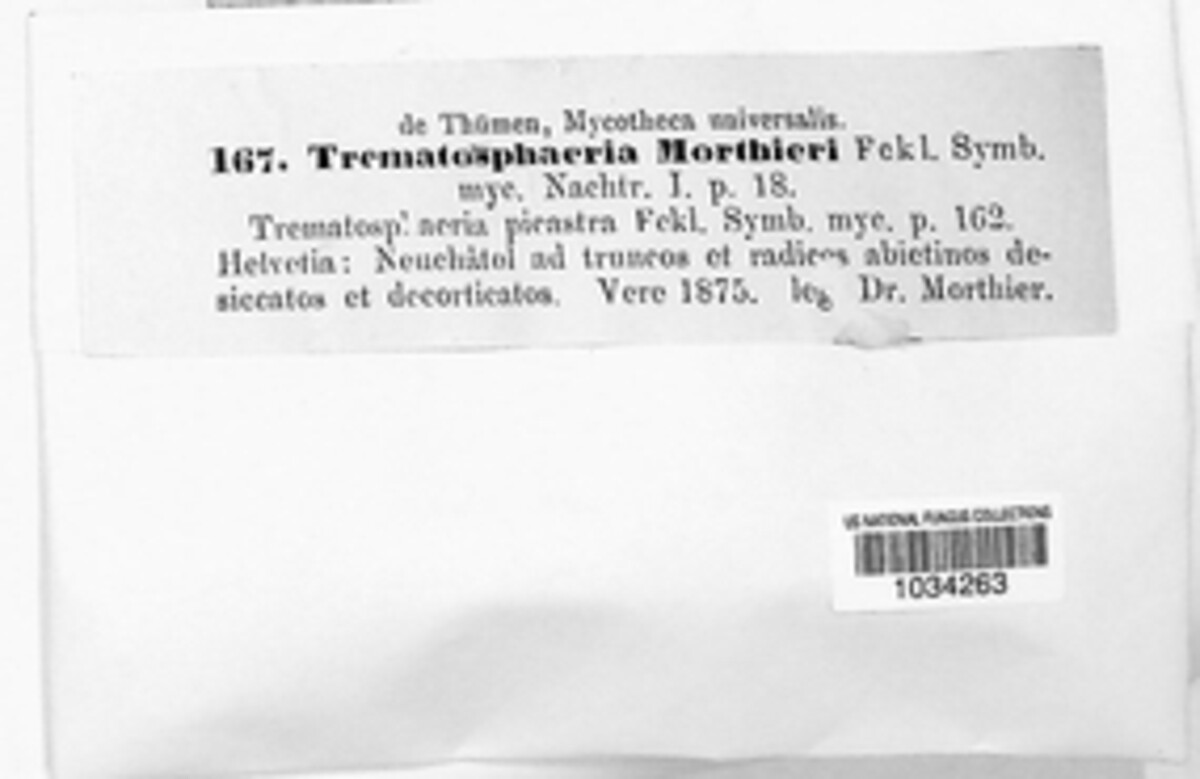 Zignoella morthieri image